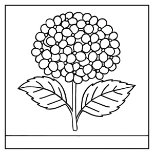 Omalovánka hortenzie - kvetinová coloring page na vyfarbenie pre deti