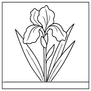 Omalovánka kosatca – coloring page kvetu kosatca na vyfarbenie a vytlačenie