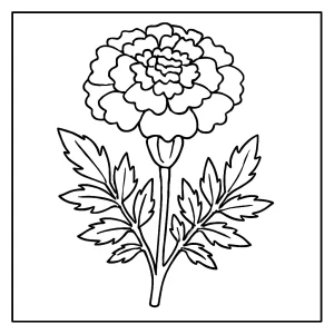 Omalovánka nechtíka lekárskeho – marigold coloring page na vytlačenie