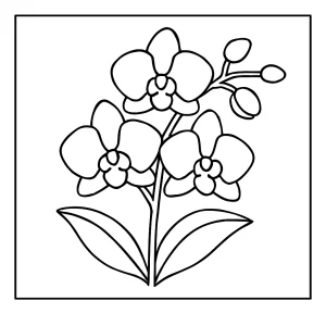 Orchid omalovánka - coloring page s detailom orchidey na vyfarbenie