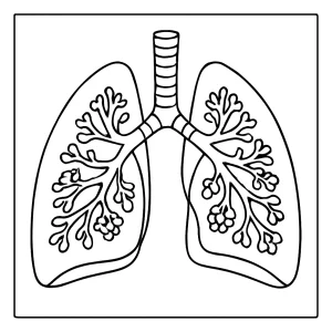 Vzdelávacia coloring page – omalovánka ľudských pľúc s vnútorným prierezom na vyfarbenie
