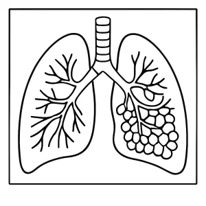 Edukačná coloring page omalovánka ľudských pľúc na vyfarbenie, zobrazený priečny rez.